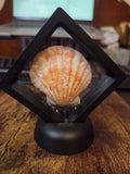 Coastal Treasure Keepsake